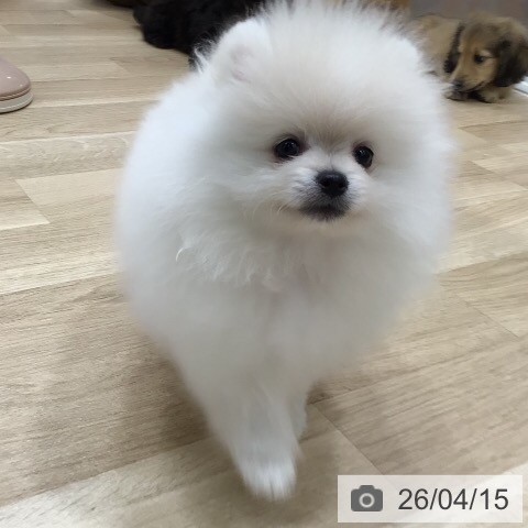 ポメラニアンの写真