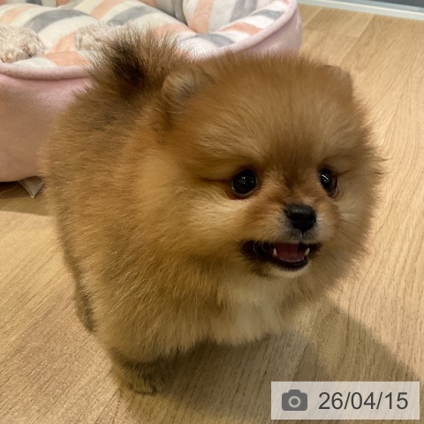 ポメラニアンの写真