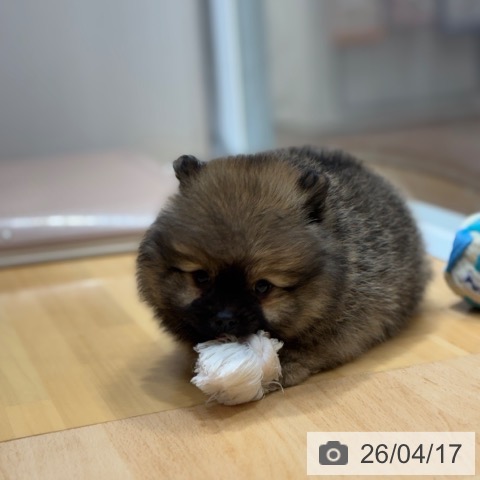 ポメラニアンの写真