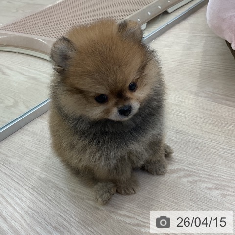 ポメラニアンの写真