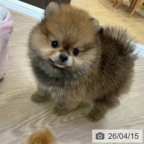 ポメラニアンの写真