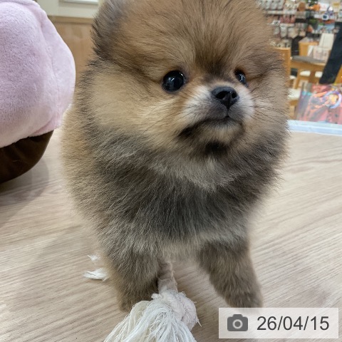 ポメラニアンの写真