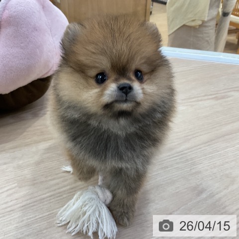 ポメラニアンの写真