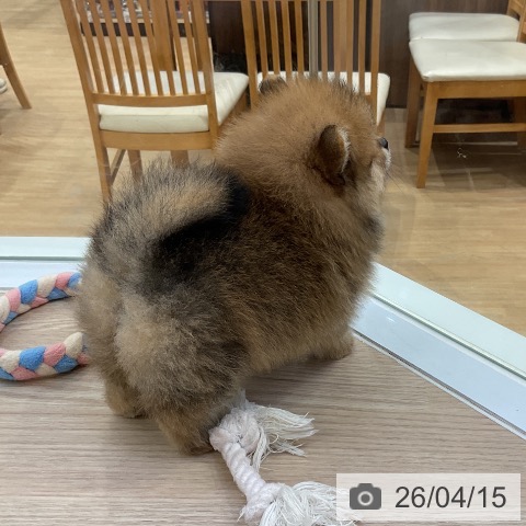 ポメラニアンの写真