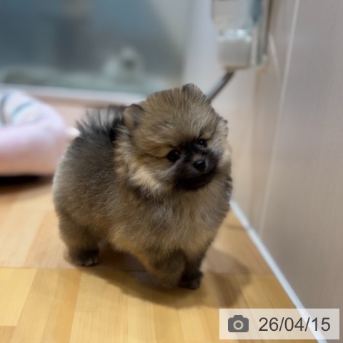 ポメラニアンの写真