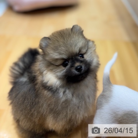 ポメラニアンの写真
