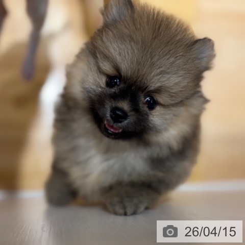 ポメラニアンの写真