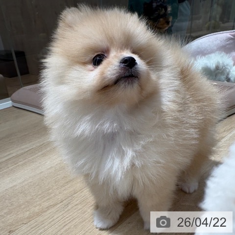 大阪府のポメラニアン (ペットプラス イオン大日店/2026年2月12日生まれ/女の子/クリーム)の子犬の4枚目の画像