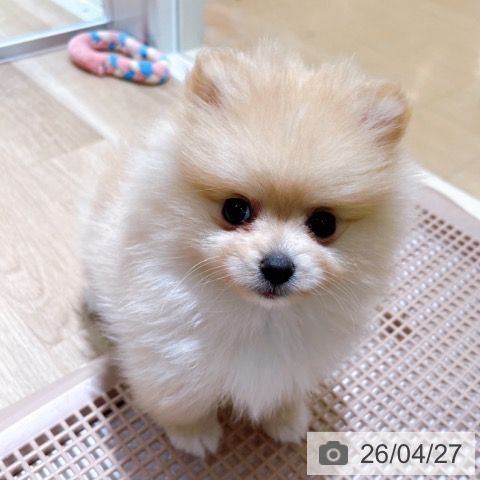 大阪府のポメラニアン (ペットプラス イオン大日店/2026年2月12日生まれ/女の子/クリーム)の子犬の3枚目の画像