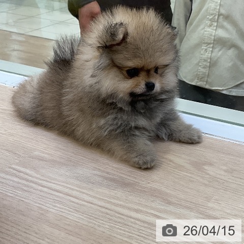 ポメラニアンの写真