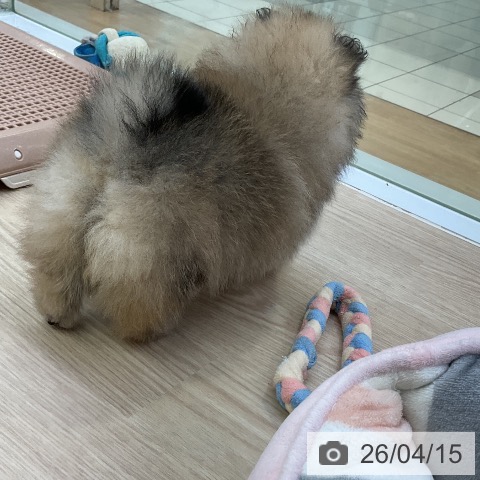 ポメラニアンの写真