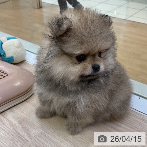 ポメラニアンの写真