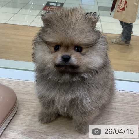 ポメラニアンの写真