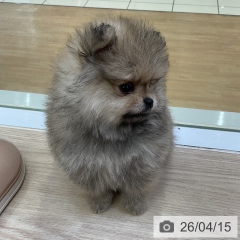 ポメラニアンの写真