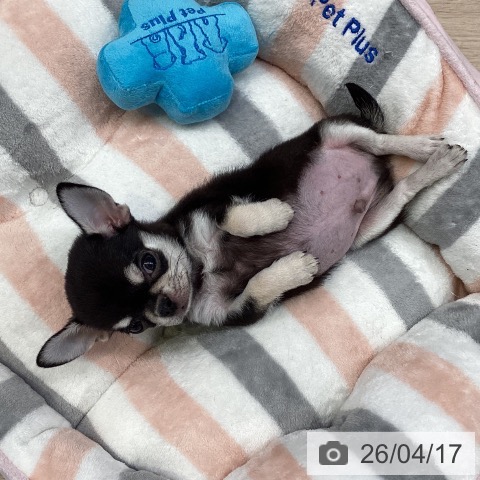 千葉県のチワワ(ロング) (ペットプラス 幕張新都心店/2026年2月13日生まれ/男の子/ブラッククリーム)の子犬の4枚目の画像