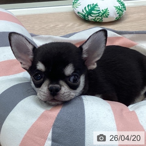 千葉県のチワワ(ロング) (ペットプラス 幕張新都心店/2026年2月13日生まれ/男の子/ブラッククリーム)の子犬の3枚目の画像