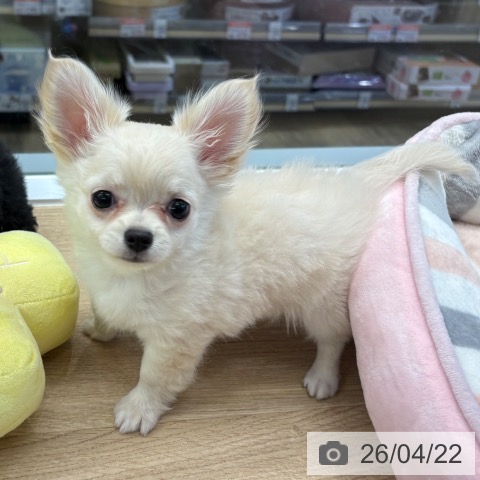 東京都のチワワ(ロング) (ペットプラス むさし村山店/2026年2月6日生まれ/男の子/クリーム)の子犬の3枚目の画像
