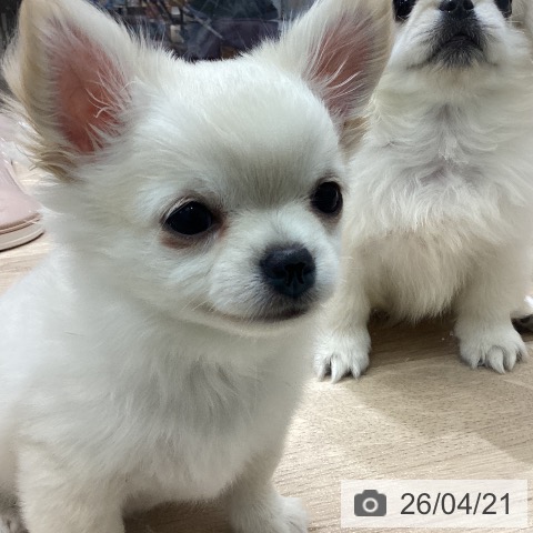 宮城県のチワワ(ロング) (ペットプラス 名取店/2026年2月6日生まれ/女の子/クリーム)の子犬の4枚目の画像