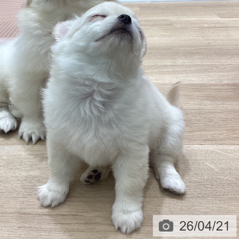 宮城県のチワワ(ロング) (ペットプラス 名取店/2026年2月6日生まれ/女の子/クリーム)の子犬の3枚目の画像