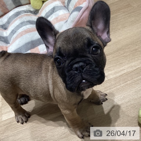 東京都のフレンチブルドッグ (ペットプラス 立川高島屋S.C.店/2026年2月7日生まれ/男の子/フォーン)の子犬の3枚目の画像