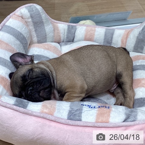 東京都のフレンチブルドッグ (ペットプラス 立川高島屋S.C.店/2026年2月7日生まれ/男の子/フォーン)の子犬の3枚目の画像