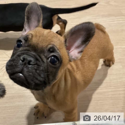 埼玉県のフレンチブルドッグ (ペットプラス コクーンシティ店/2026年2月7日生まれ/男の子/フォーン)の子犬の4枚目の画像