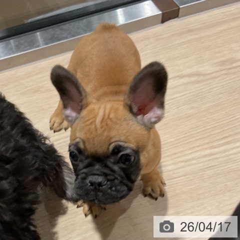 埼玉県のフレンチブルドッグ (ペットプラス コクーンシティ店/2026年2月7日生まれ/男の子/フォーン)の子犬の3枚目の画像