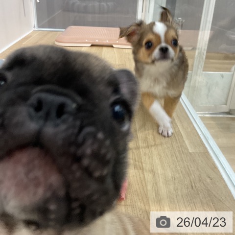 埼玉県のフレンチブルドッグ (ペットプラス ららぽーと新三郷店/2026年2月7日生まれ/女の子/フォーン)の子犬の4枚目の画像