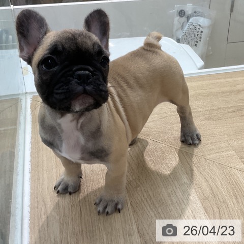 埼玉県のフレンチブルドッグ (ペットプラス ららぽーと新三郷店/2026年2月7日生まれ/女の子/フォーン)の子犬の3枚目の画像