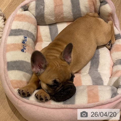 神奈川県のフレンチブルドッグ (ペットプラス モザイクモール港北店/2026年2月7日生まれ/女の子/フォーン)の子犬の4枚目の画像