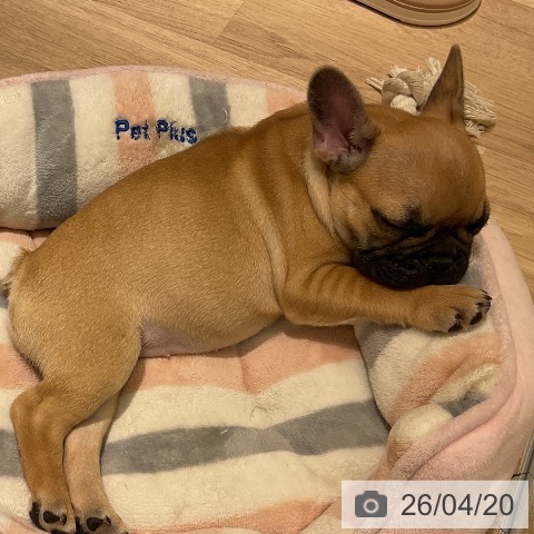 神奈川県のフレンチブルドッグ (ペットプラス モザイクモール港北店/2026年2月7日生まれ/女の子/フォーン)の子犬の3枚目の画像