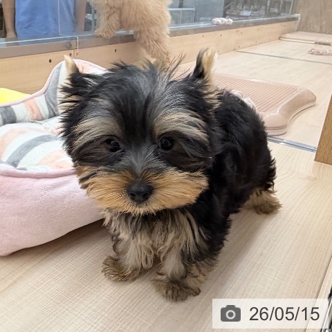 東京都のヨークシャーテリア (ペッツワン 南砂町SUNAMO店/2026年2月13日生まれ/男の子/スチールブルータン)の子犬の4枚目の画像