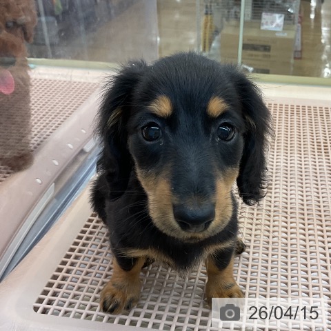 ヨークシャー・テリアの写真