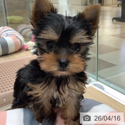 ヨークシャー・テリアの写真