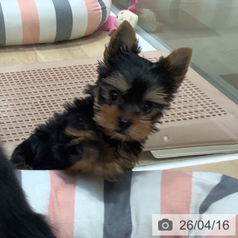 ヨークシャー・テリアの写真