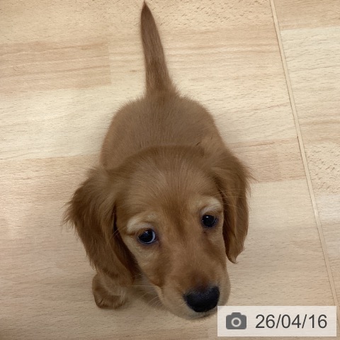 ミニチュア・ダックスフンドの写真