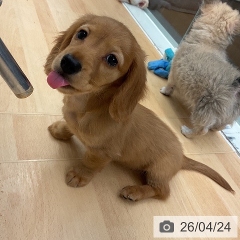 千葉県のミニチュアダックスフンド(ロング) (ペットプラス 成田店/2026年2月13日生まれ/女の子/クリアレッド)の子犬の3枚目の画像