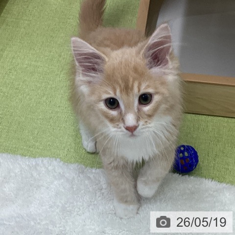 千葉県のメインクーン (ペットプラス 成田店/2026年2月12日生まれ/男の子/クリームタビー)の子猫の4枚目の画像