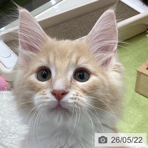 千葉県のメインクーン (ペットプラス 成田店/2026年2月12日生まれ/男の子/クリームタビー)の子猫の3枚目の画像