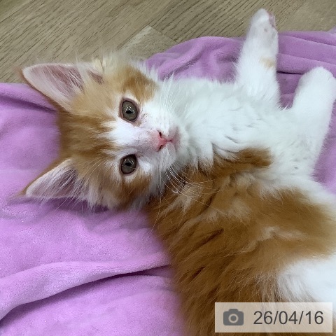 メインクーンの写真