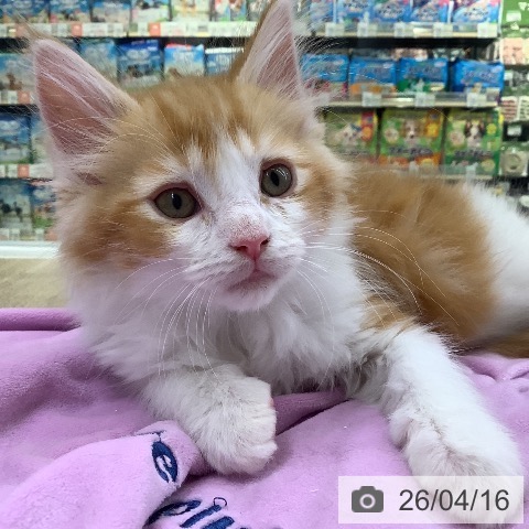 メインクーンの写真