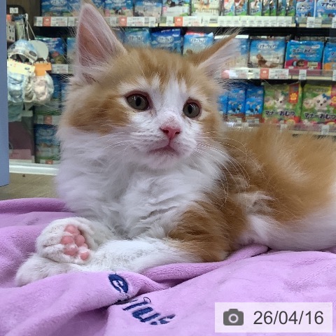 メインクーンの写真