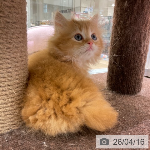 東京都のラガマフィン (ペットプラス 立川高島屋S.C.店/2026年2月12日生まれ/男の子/レッドタビー)の子猫の3枚目の画像