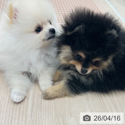 京都府のポメラニアン (ペットプラス 京都桂川店/2026年2月12日生まれ/男の子/クリーム)の子犬の4枚目の画像