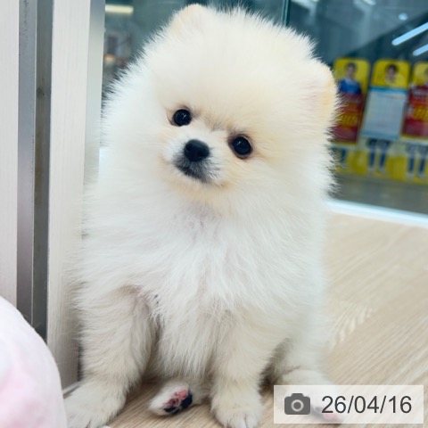 京都府のポメラニアン (ペットプラス 京都桂川店/2026年2月12日生まれ/男の子/クリーム)の子犬の3枚目の画像