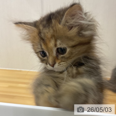 石川県のミヌエット (ペットプラス 新小松店/2026年2月10日生まれ/女の子/ブラウンパッチドタビー)の子猫の4枚目の画像