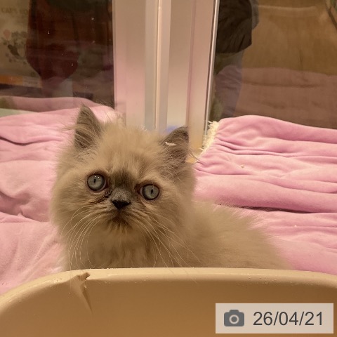 ヒマラヤンの写真