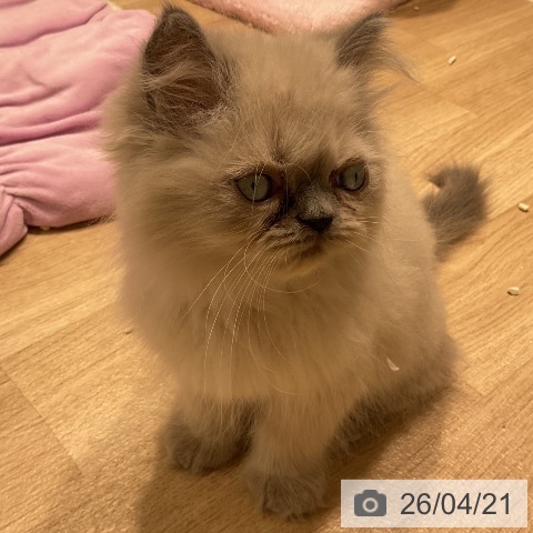 ヒマラヤンの写真