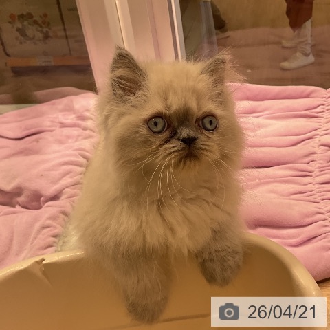 ヒマラヤンの写真