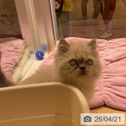 ヒマラヤンの写真